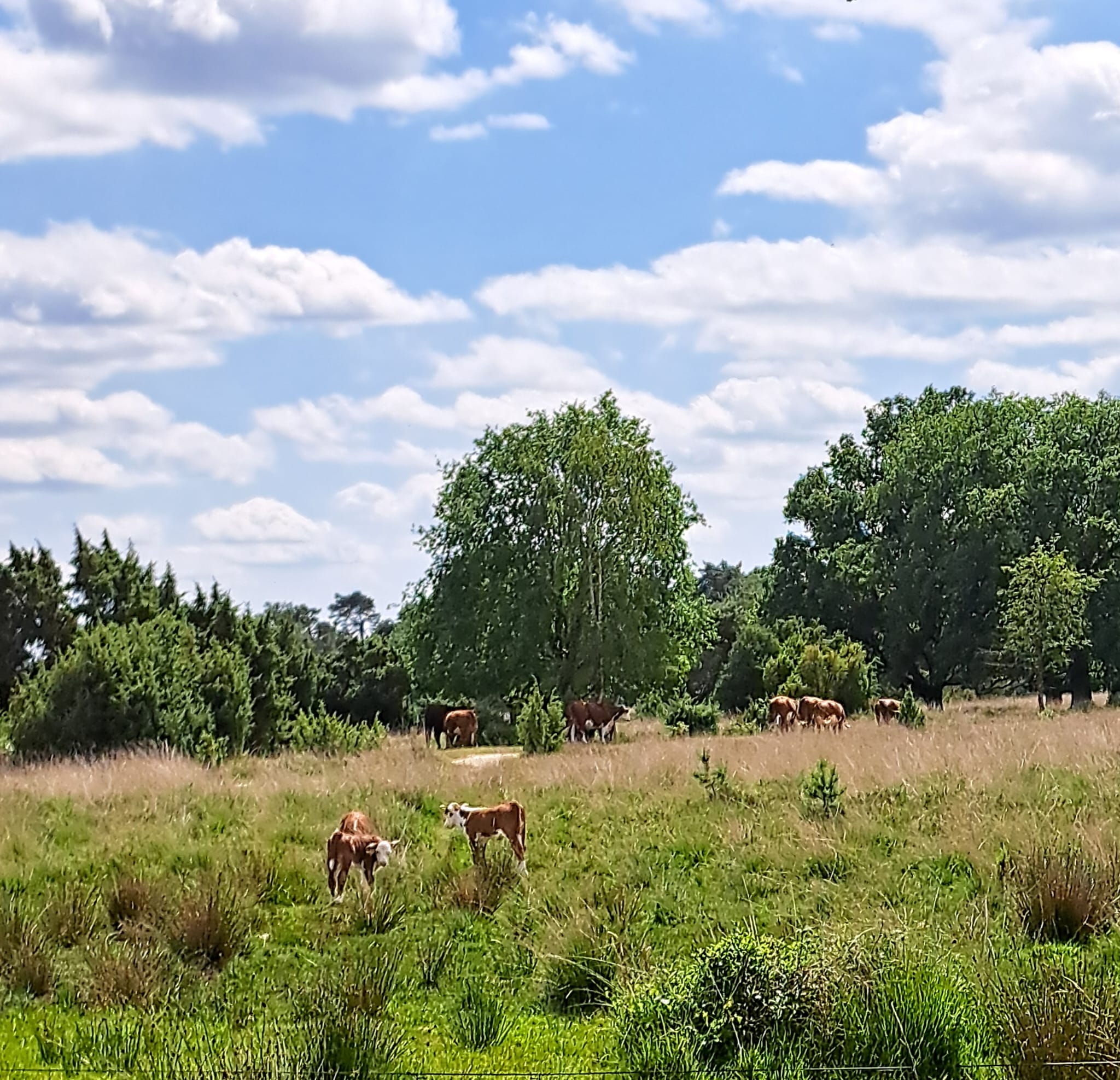 Vrijwilliger in het zonnetje...... 